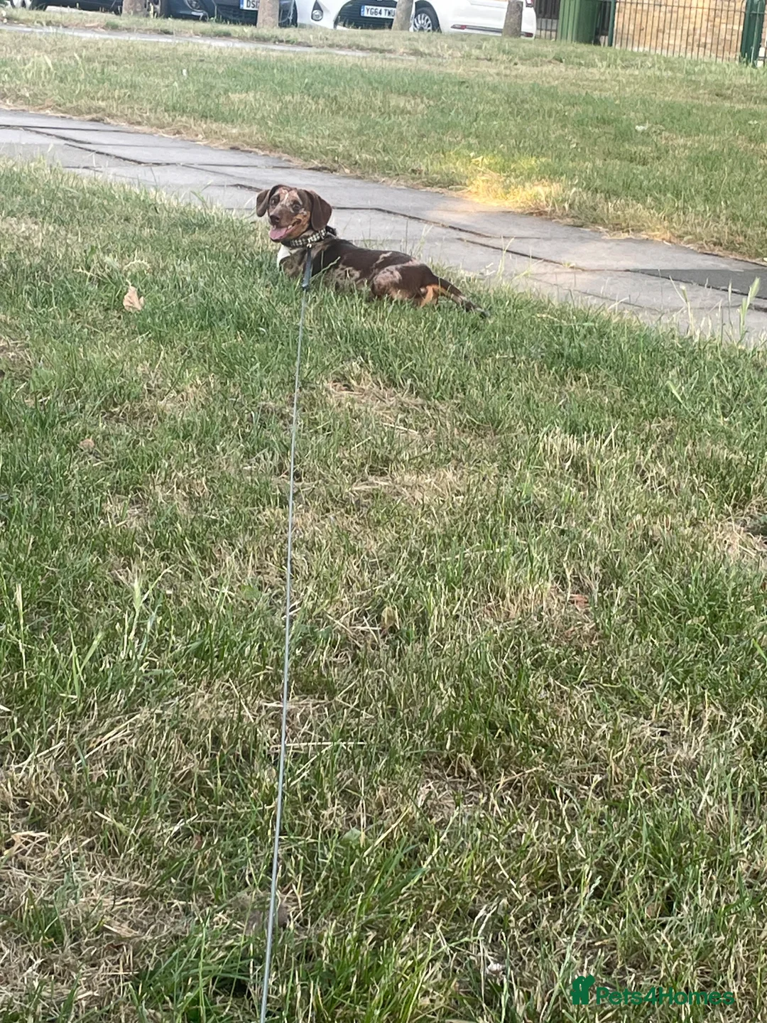 Dachshund dogs for stud: Male dachshund for stud never had a little   - Advert 14