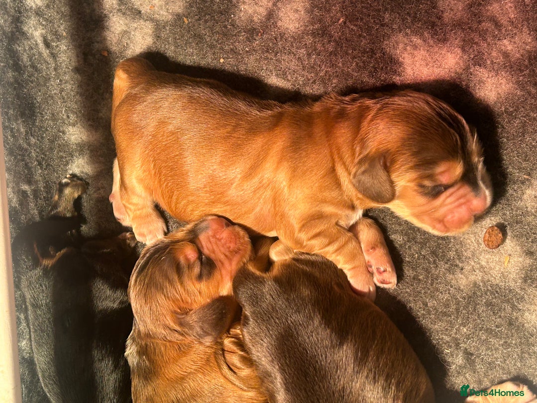 Cocker Spaniel dogs for sale: KC Reg Show Type Cocker Spaniel Puppies  - Advert 12