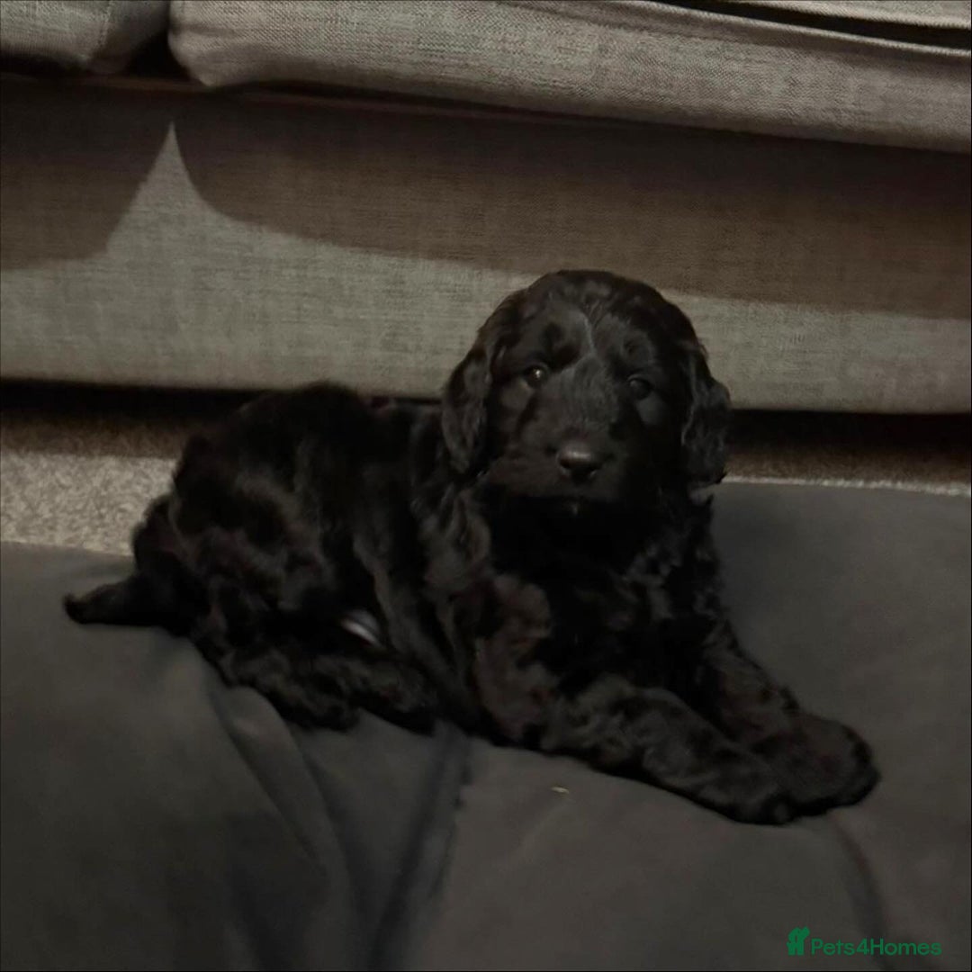 Cockapoo dogs for sale: Cockapoo puppies for sale - Advert 10