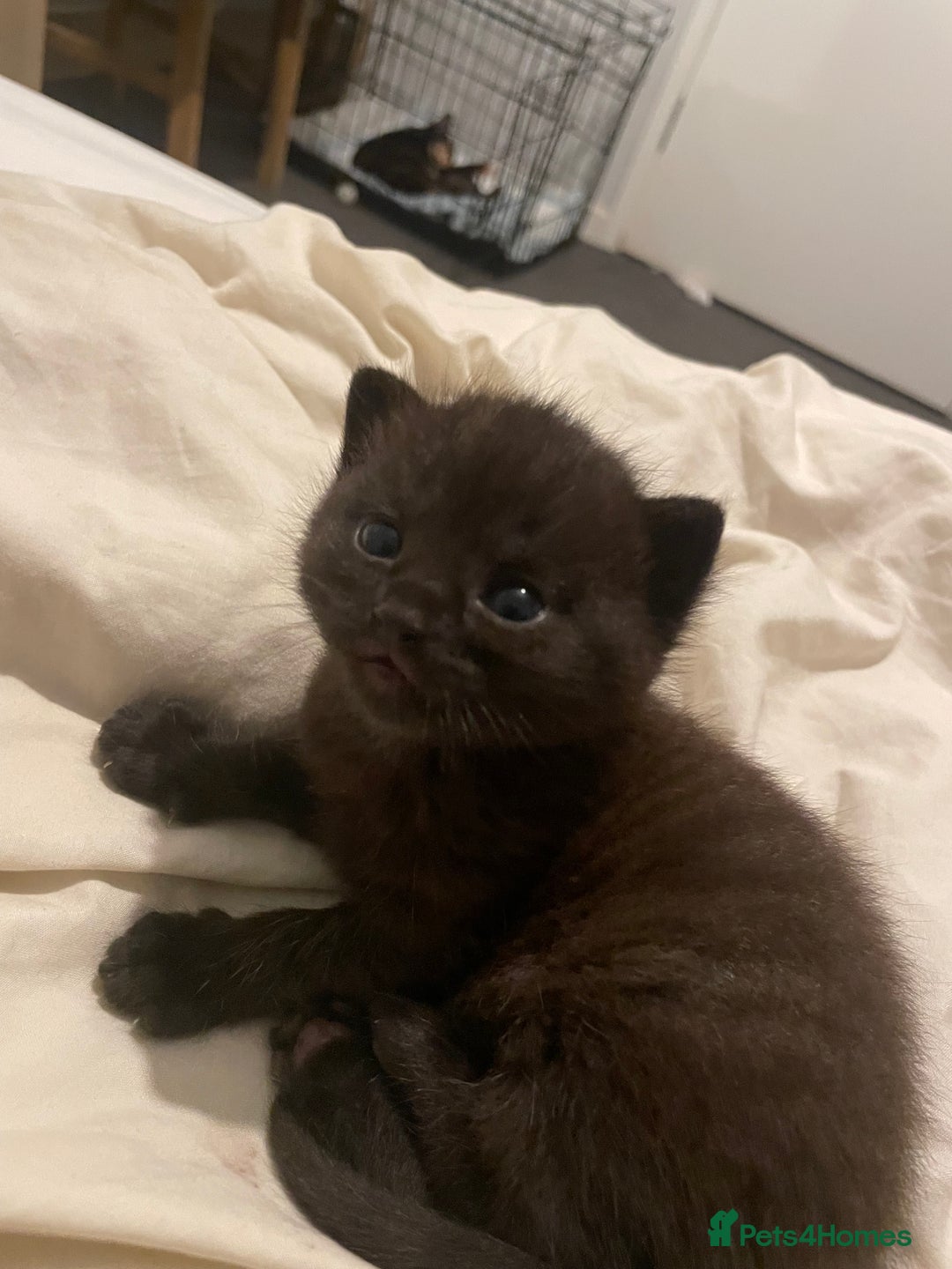 Domestic Shorthair cats for sale: Beautiful kittens are looking for forever homes! - Image 10