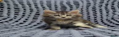 Maine Coon 8