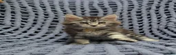 Maine Coon cats for sale: Stunning Maine Coon Kittens  - Advert 7