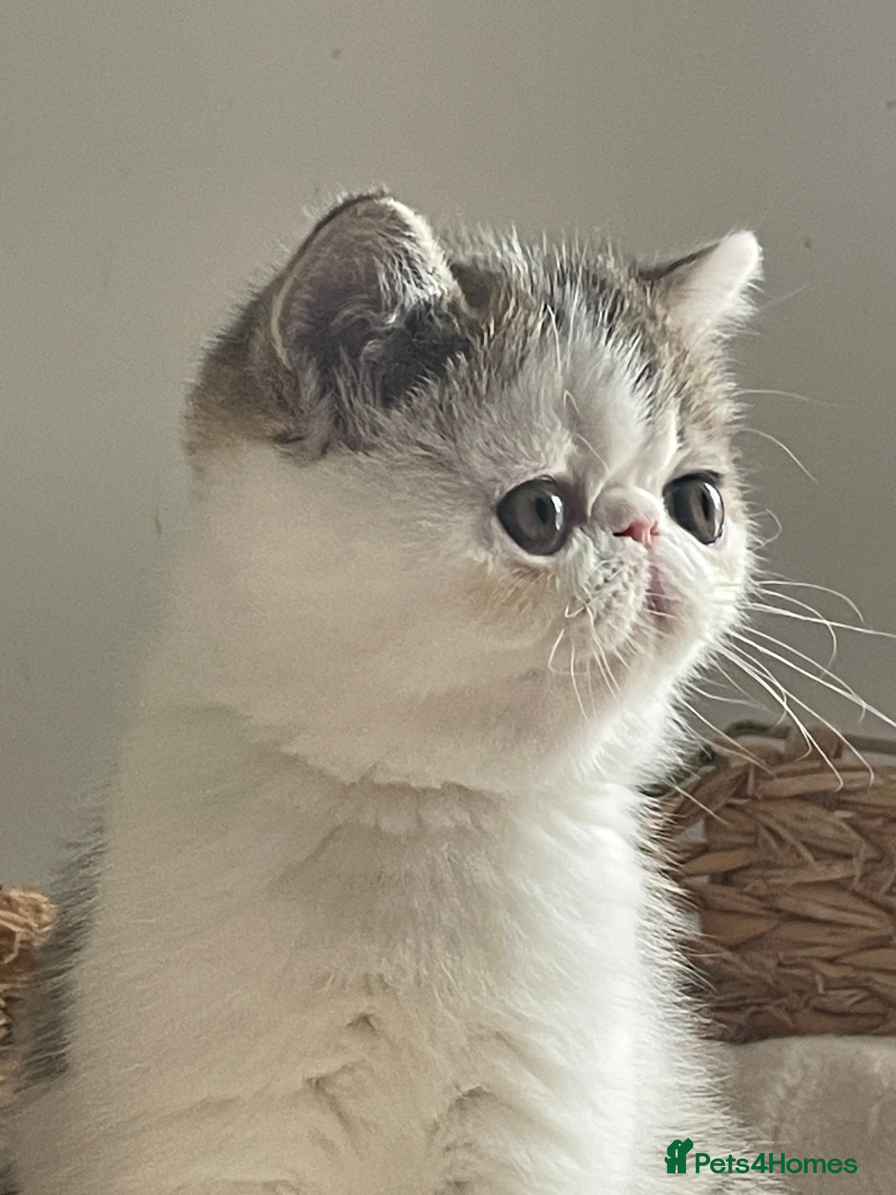 Exotic cats Gorgeous GCCF registered Exotic Shorthair kittens - Advert 14