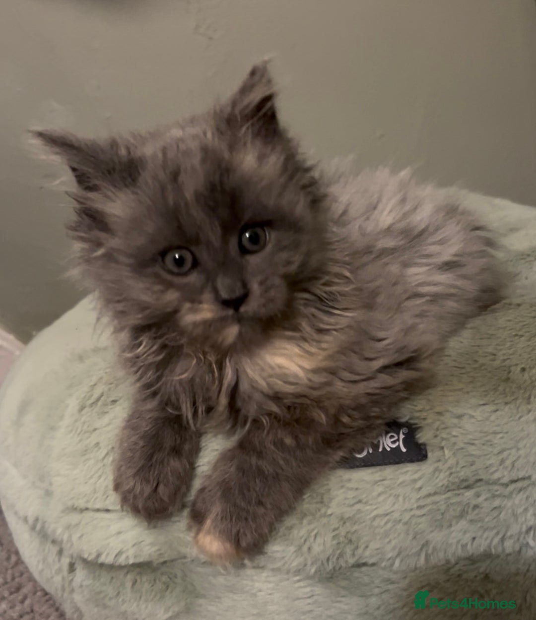 Maine Coon cats for sale: Maine Coon girl READY NOW - Advert 9