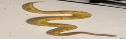 Python Snake reptiles for sale: Various Ball Pythons for sale - Advert 10
