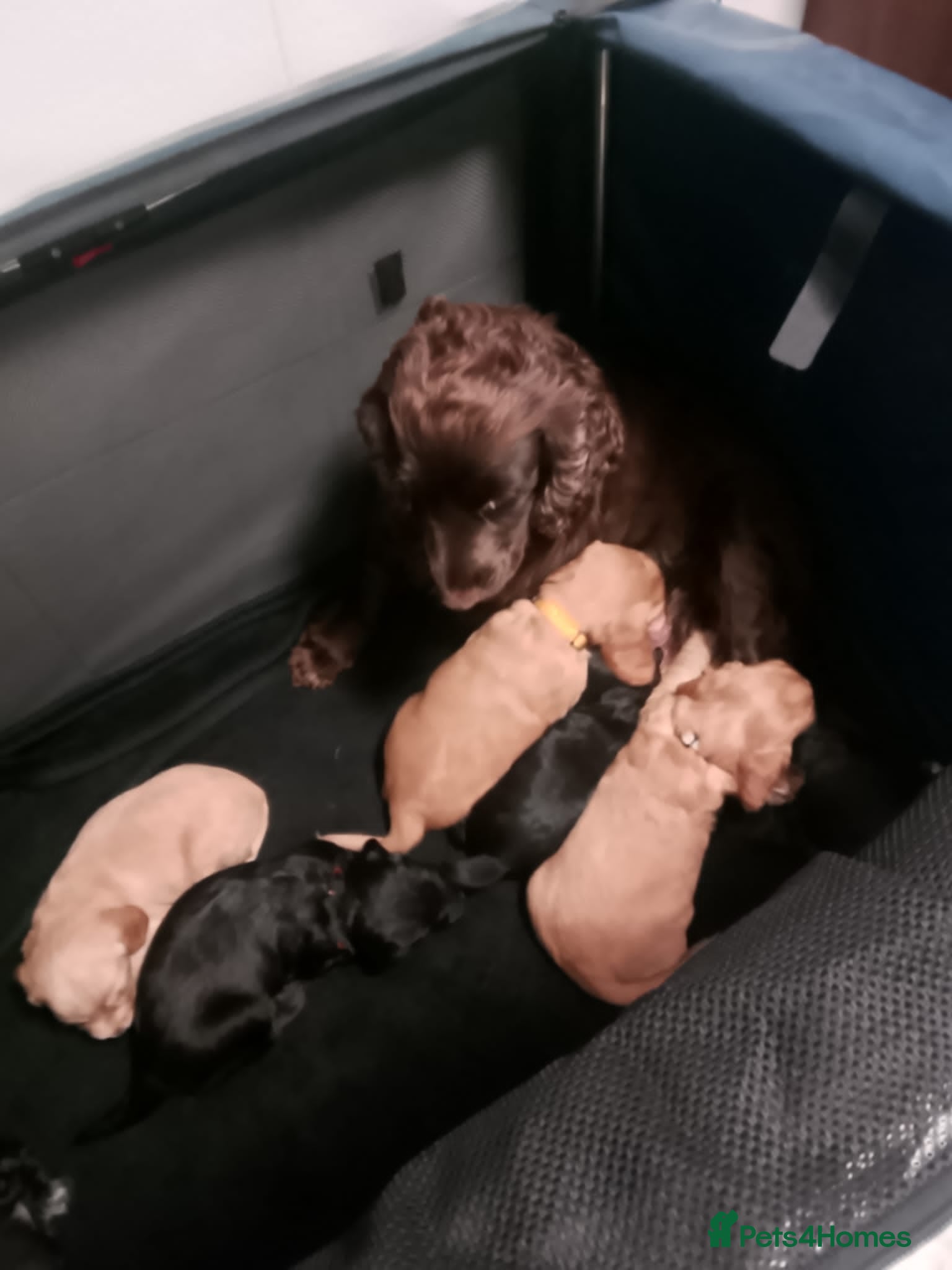 Cocker Spaniel dogs 4 gorgeous pups left from a litter of 7  - Advert 2