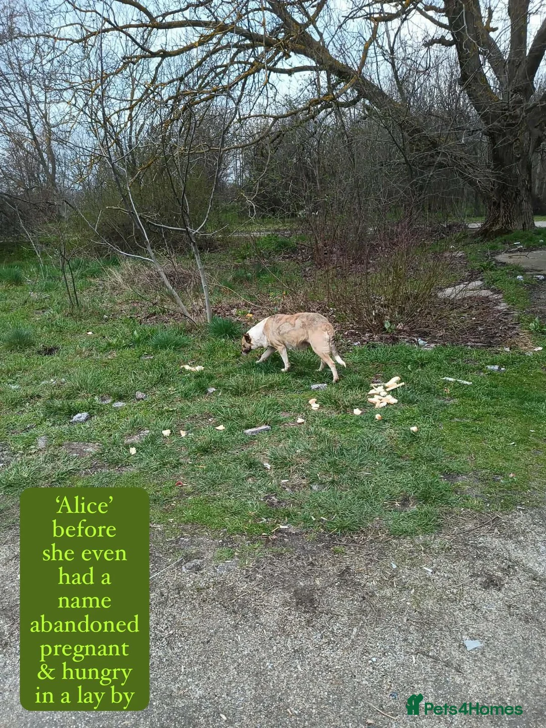 Mixed Breed dogs for adoption: Alice, 6 yrs approx. Available for adoption. in Brixham - Advert 2