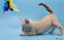 Bengal cats for sale: ✨Stunning Snow Lynx Bengal Boy – TICA Registered🐾 - Image 2