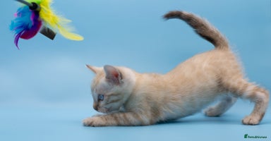 Bengal cats - Advert 4