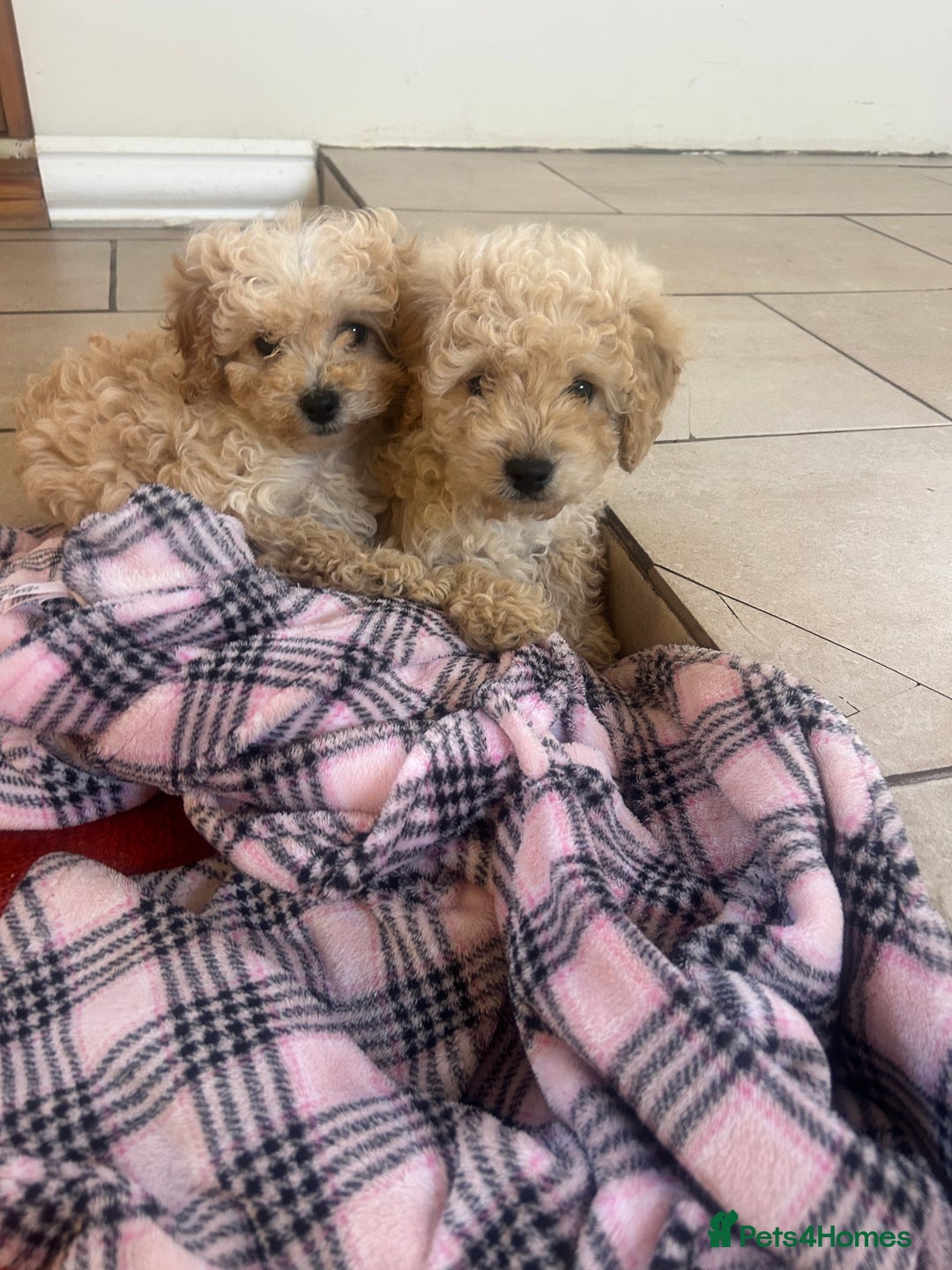 Cavapoo dogs for sale: Beautiful cavapoos  - Advert 3