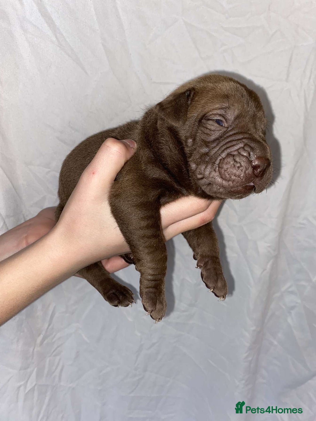 Gumtree Hotsell Dog Boxes For Sale On Gumtree Gumtree Shar Pei