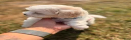 Maltese dogs for sale: Maltese puppy for sale in March - Advert 6