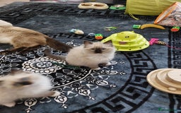 Ragdoll cats for sale: Beautiful adorable Ragdoll kittens.  - Image 10