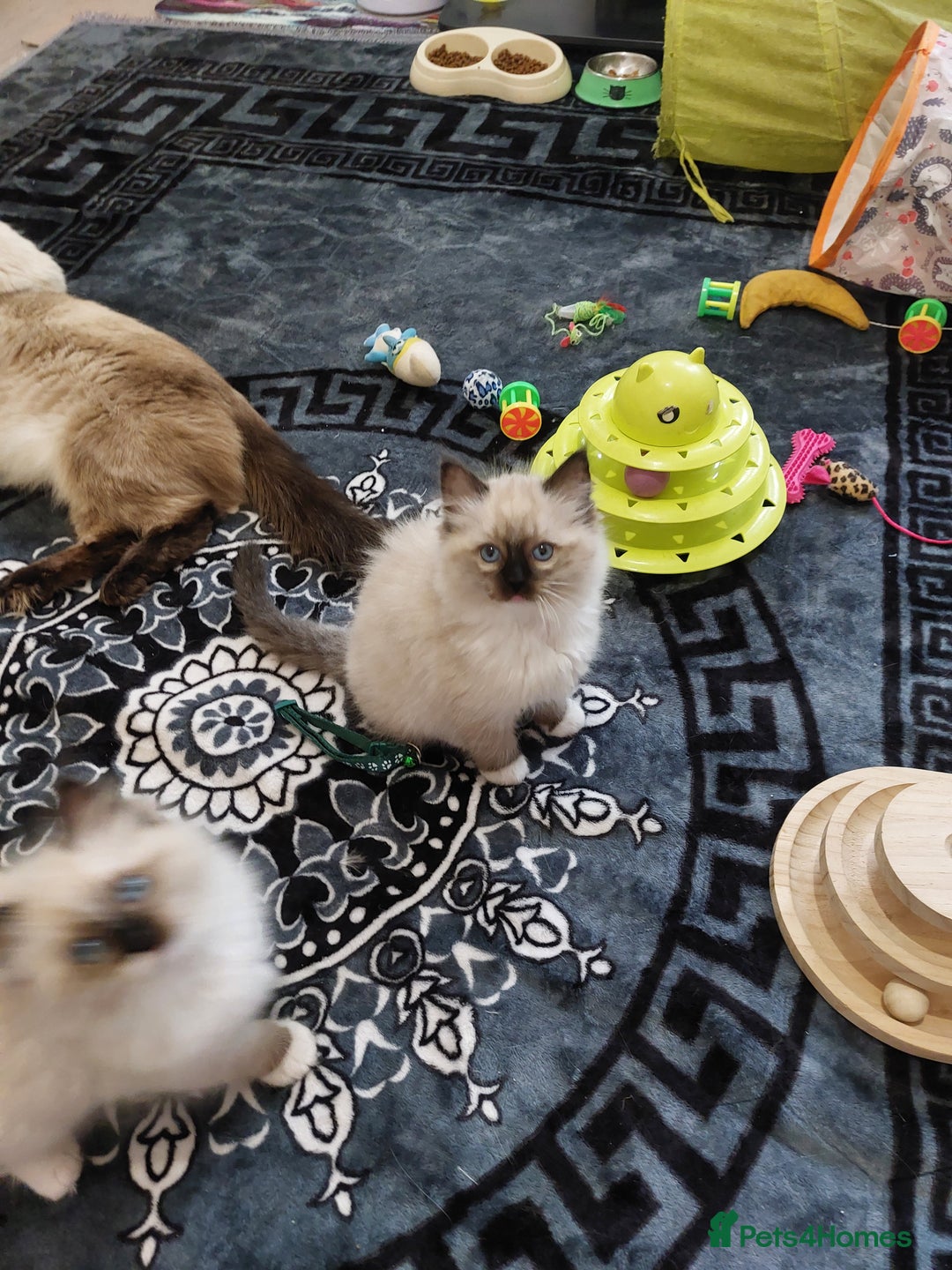 Ragdoll cats for sale: Beautiful adorable Ragdoll kittens.  - Image 10