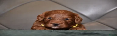 Cockapoo 5