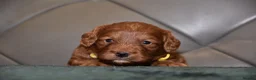 Cockapoo dogs for sale: F1 Toy Cockapoo Puppies Fully Health Tested - Advert 30
