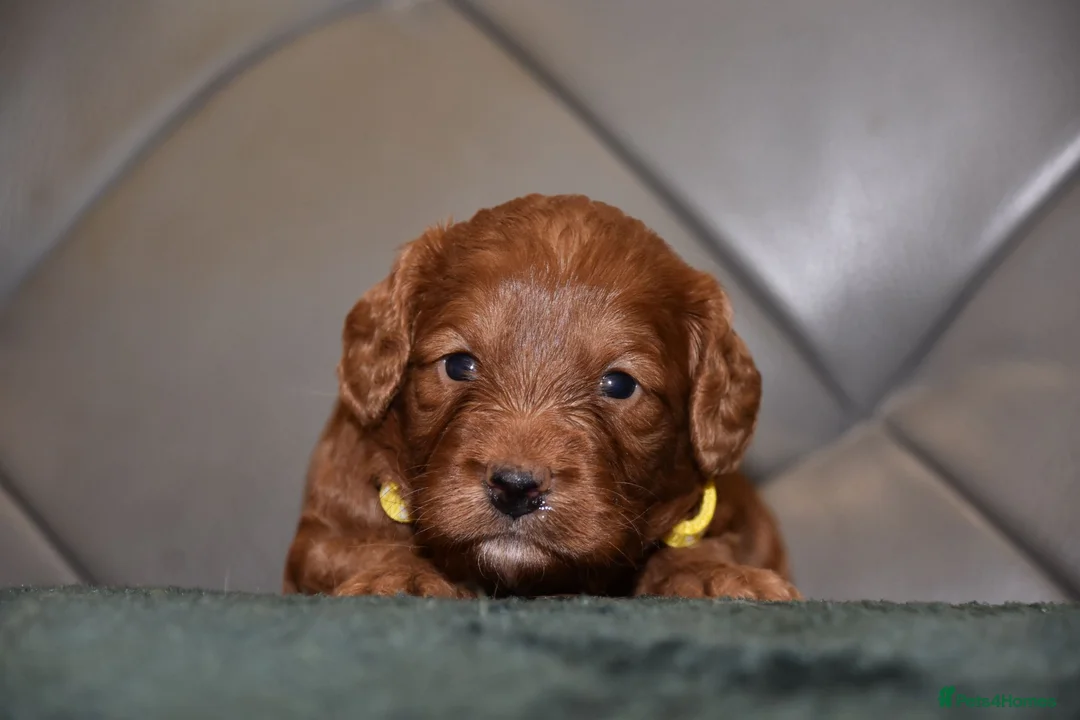 Cockapoo dogs for sale: F1 Toy Cockapoo Puppies Fully Health Tested - Advert 30
