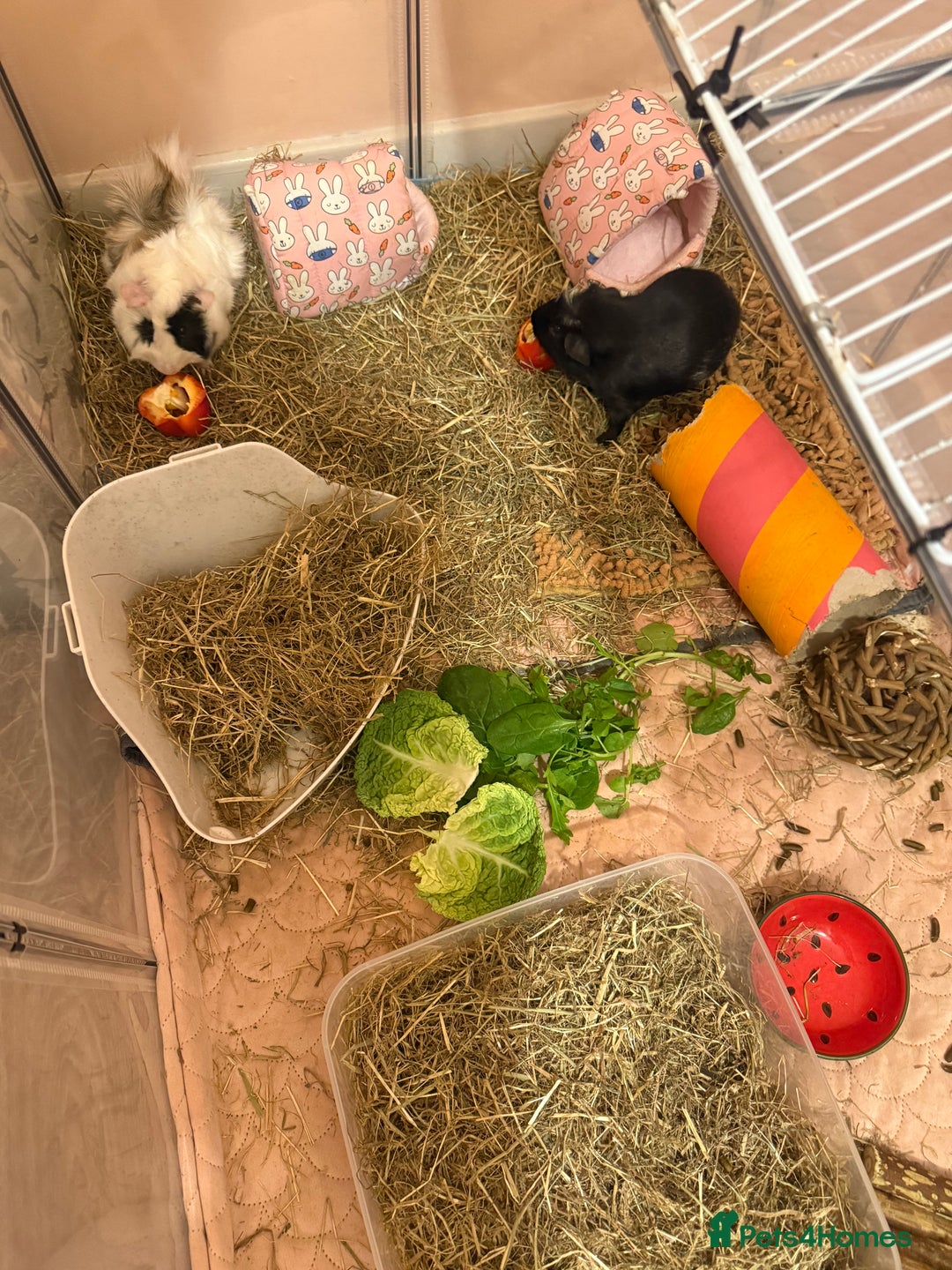Guinea Pig rodents for sale: 2 male guinea pigs  - Image 3