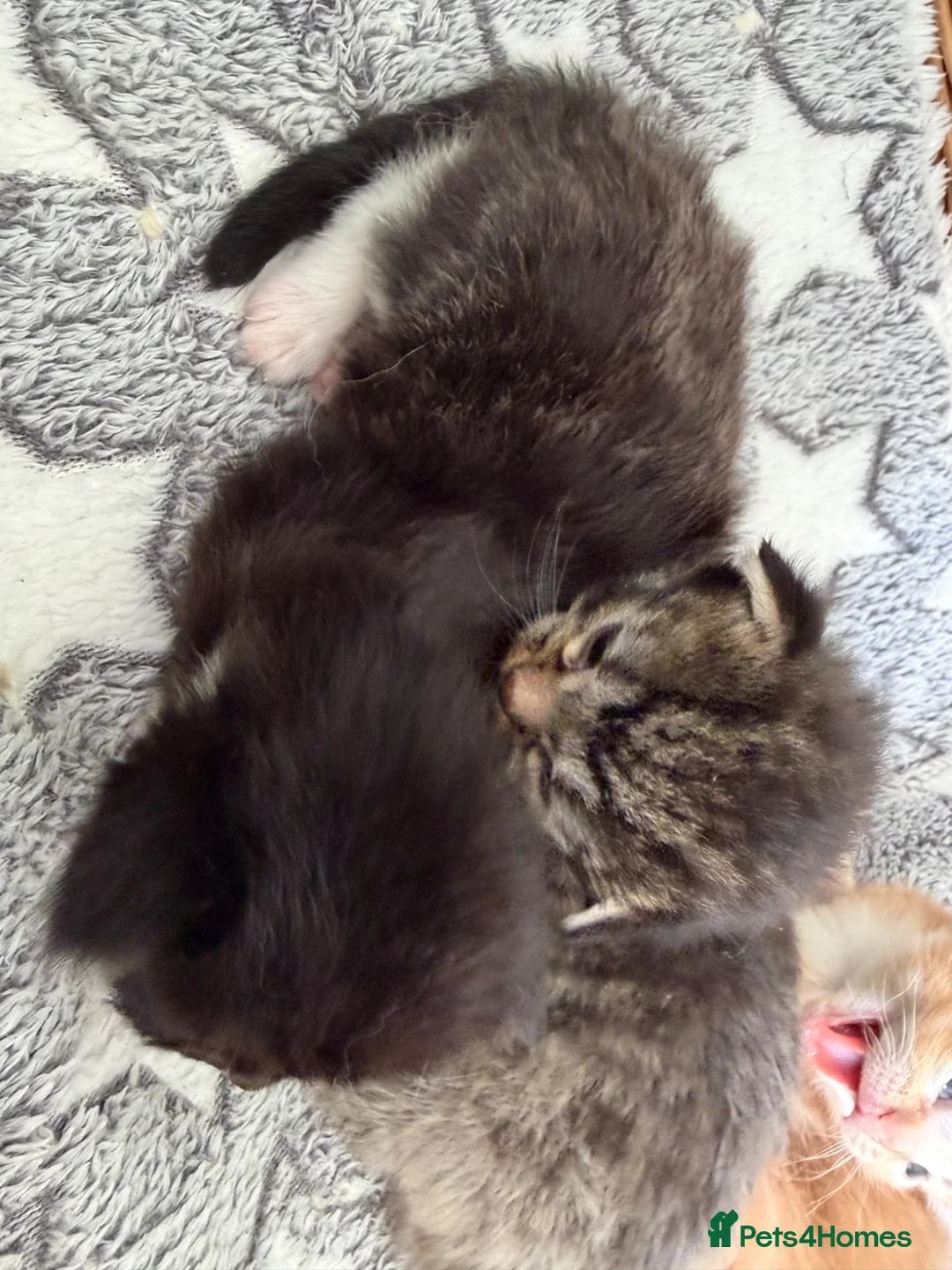 Mixed Breed cats for sale: Beautiful kittens looking for loving homes  - Advert 9