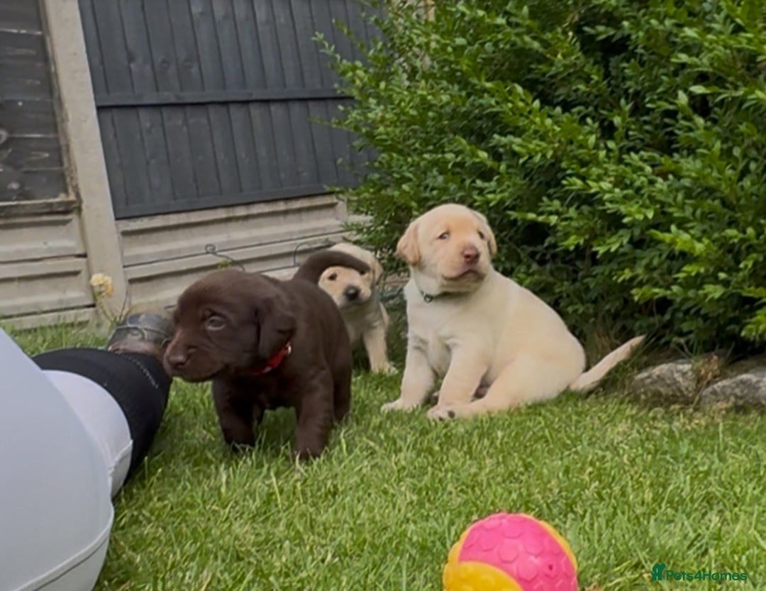Labrador Retriever dogs for sale: Labrador puppies for sale  in Leicester - Image 1