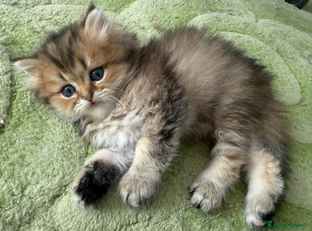 British Longhair cats for sale: British Longhair kittens - Image 14