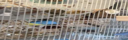 Hamster rodents for sale: Syrian hamster for re homing in Leeds - Advert 6