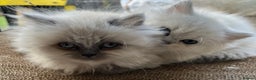 Persian cats for sale: 💕Simply Stunning PKD negative Persian Babies 💕 - Advert 2