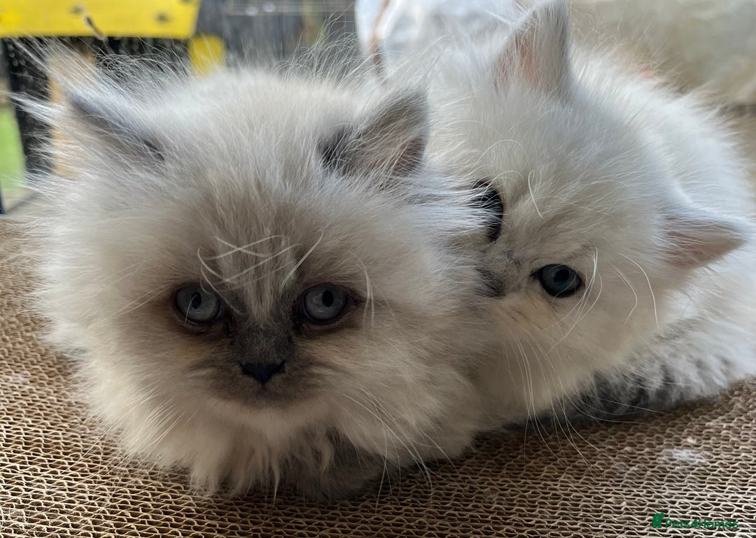 Persian cats for sale: 💕Simply Stunning PKD negative Persian Babies 💕 - Advert 2