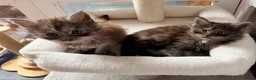 Maine Coon cats for sale: Beautiful high smoked and smoked kittens for sale  - Advert 22