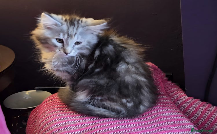 Norwegian Forest Cat cats - Advert 1