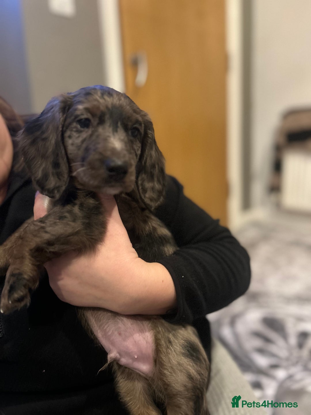 Dachshund dogs for sale: Long haired dachshunds for sale  - Advert 7