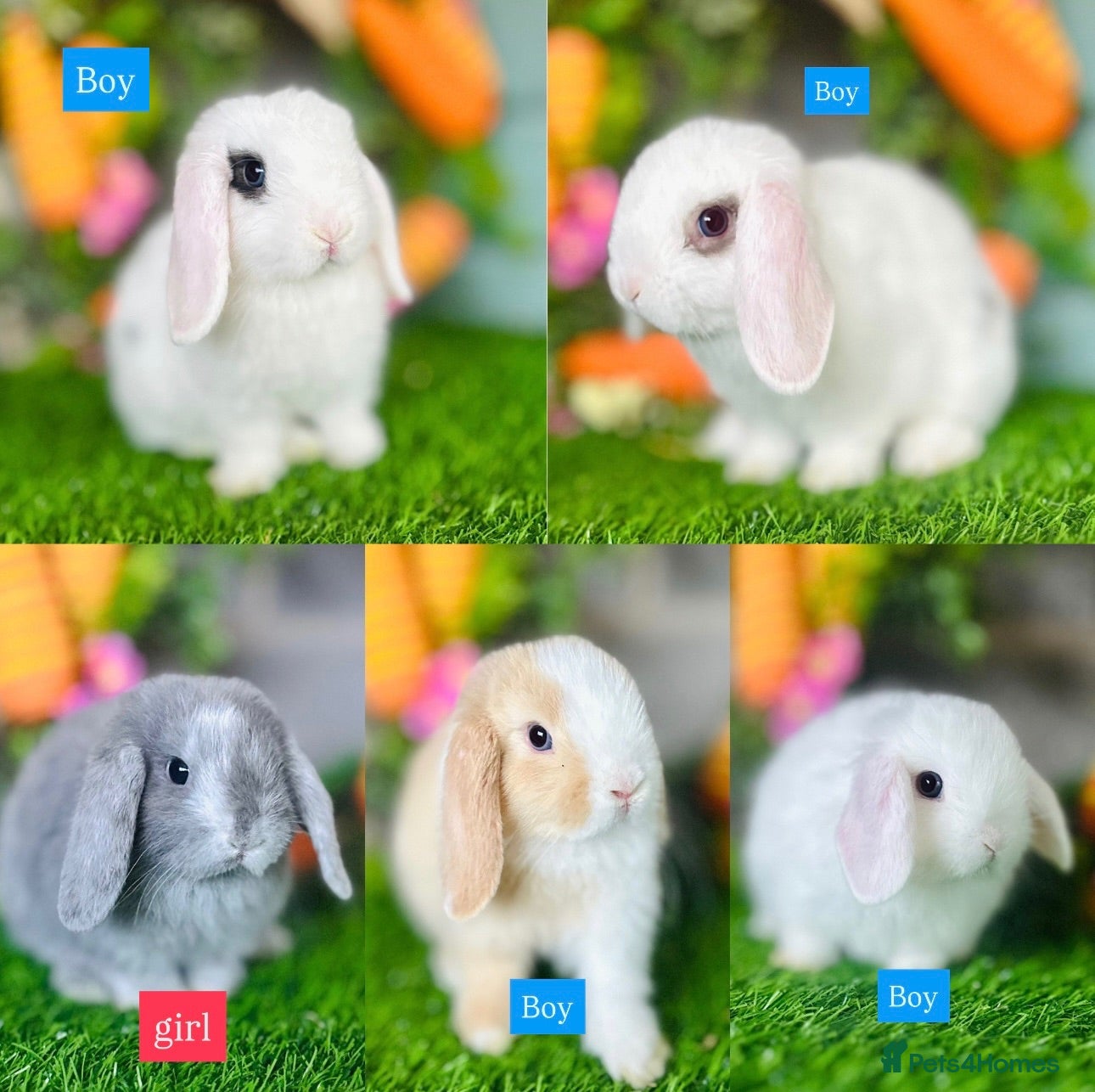 Mini Lop rabbits Mini Lops - Advert 12