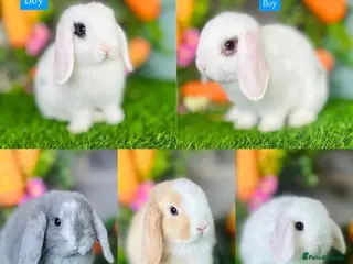 Mini Lop rabbits Mini Lops - Advert 12