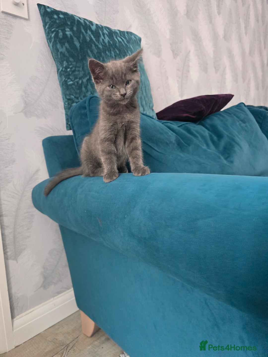 Mixed Breed cats for sale: Beautiful boy - Image 1