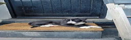 Border Collie dogs for sale: Border Collie Puppies  - Advert 3