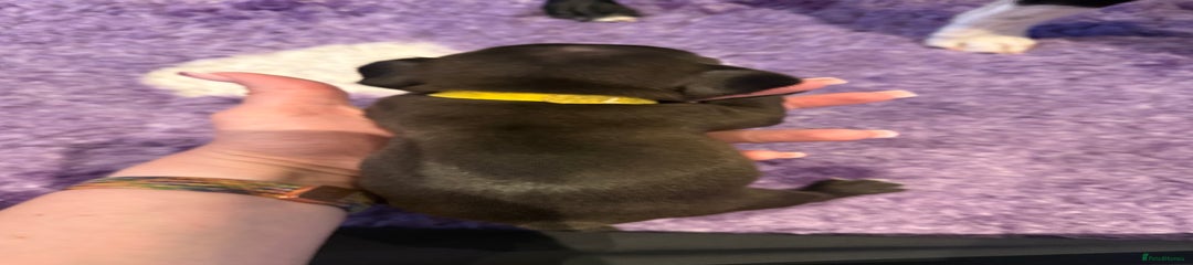 Mixed Breed Puppy 4