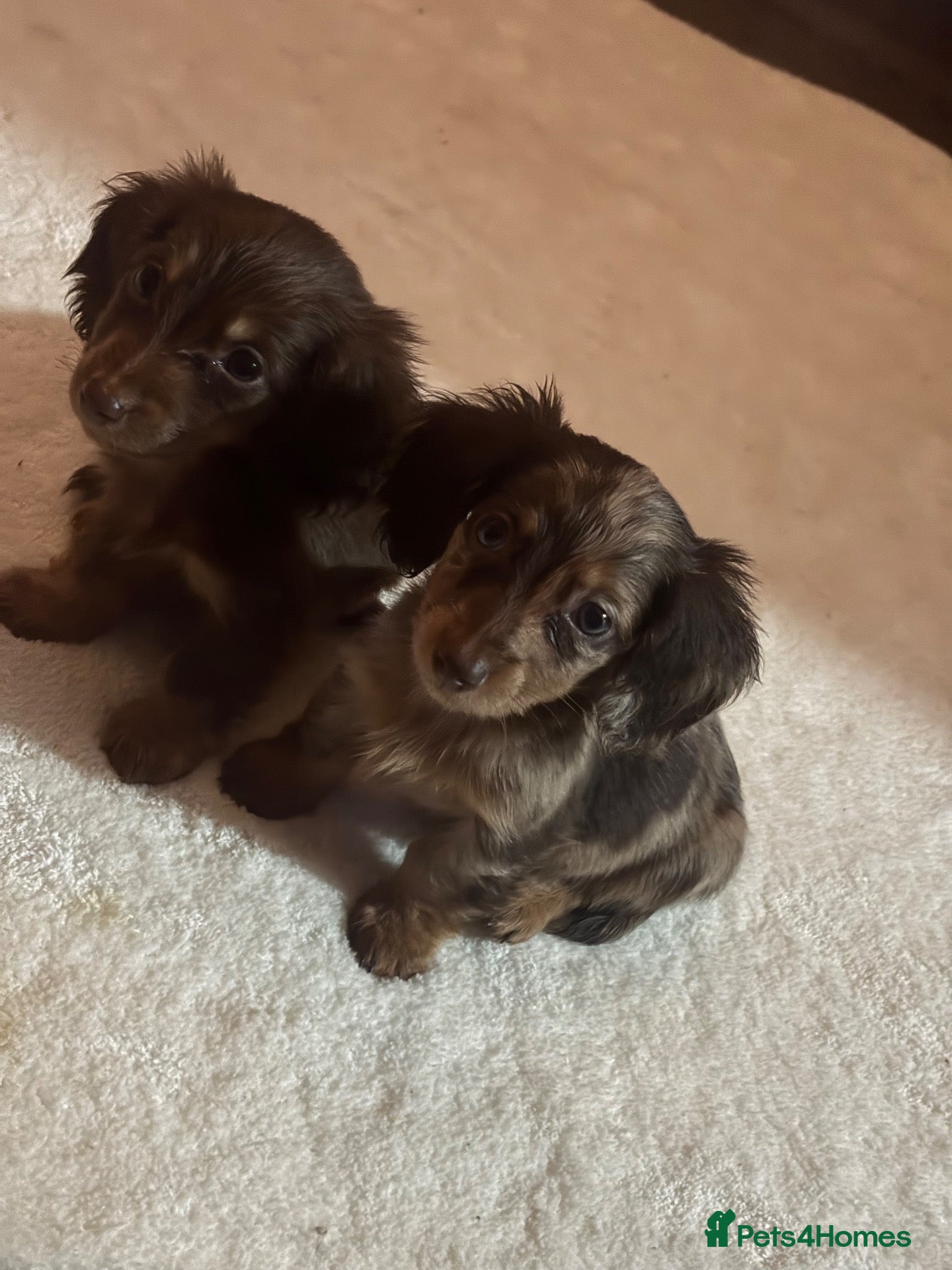 Miniature Dachshund dogs Fluffy miniature dachshund ONE LEFT - Advert 2