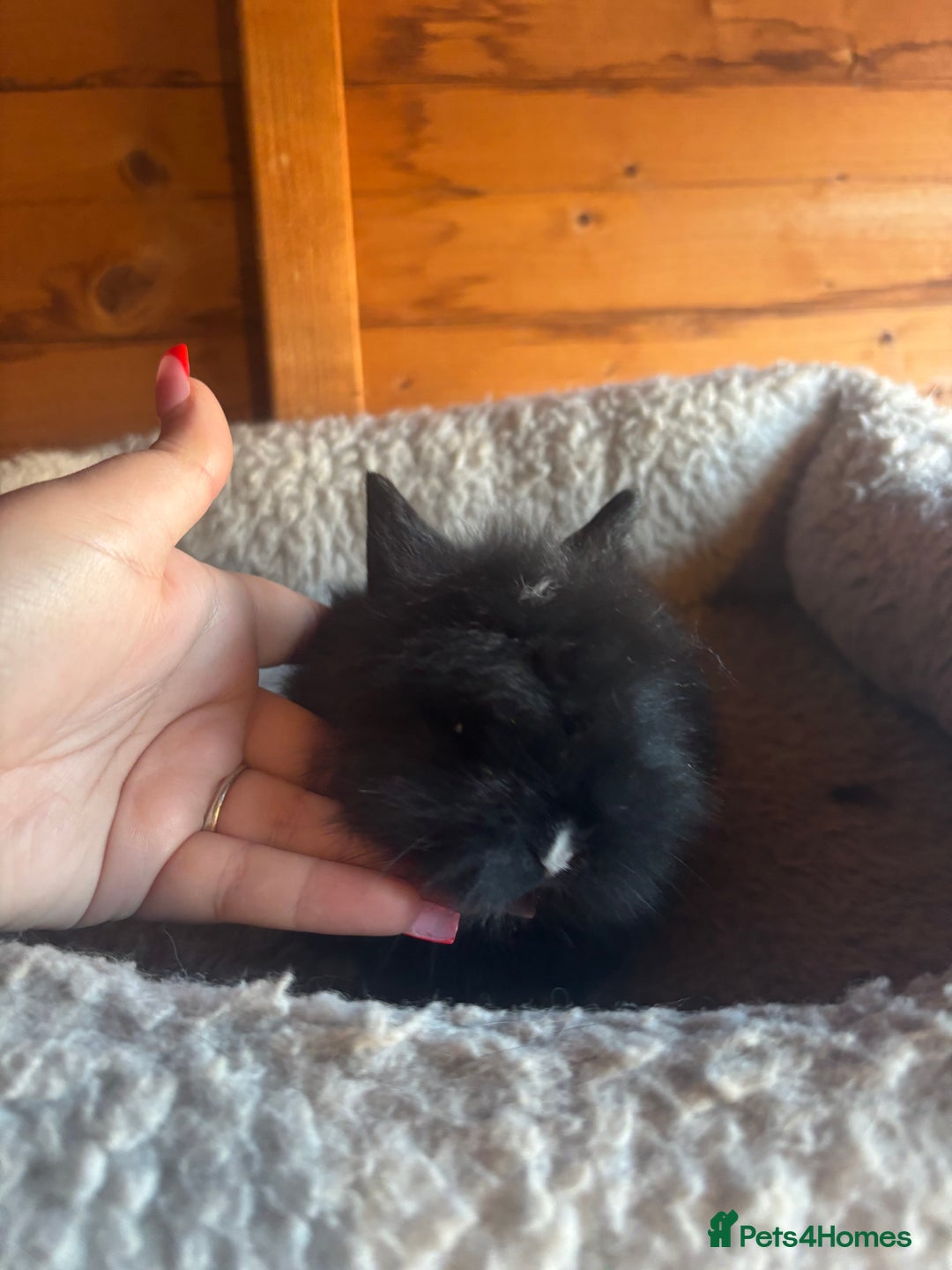 Lionhead rabbits for sale: Lion head bunnies available 🐰 - Advert 2
