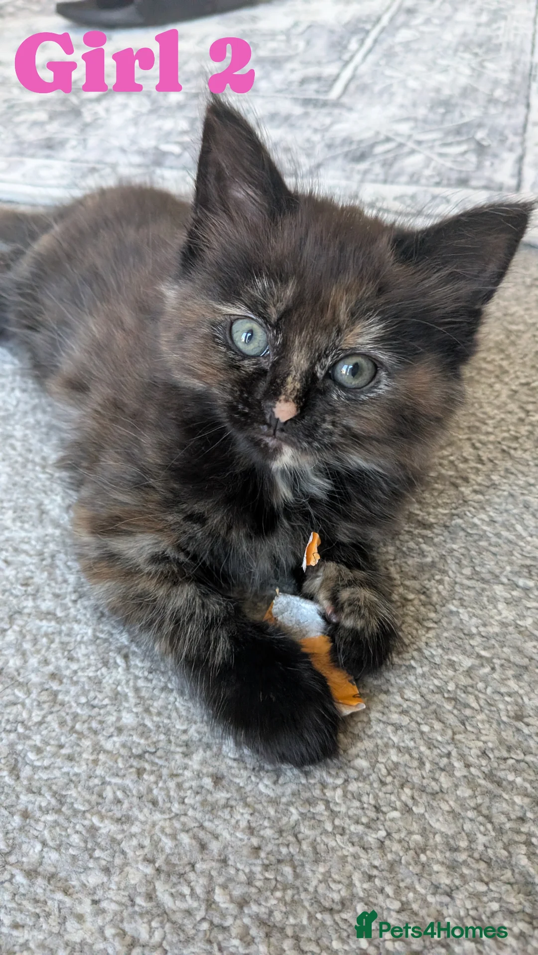 Mixed Breed cats for sale: Maincoon/BSH x BLH Kittens in Gainsborough - Advert 7