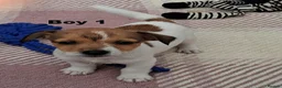 Jack Russell dogs for sale: Pure Jack Russell pups for sale - Advert 3