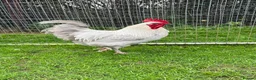 Chickens poultry for sale: Lavender Maran Chickens  - Advert 1