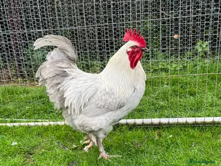 Chickens poultry Lavender Maran Chickens - Advert 1