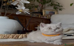 British Shorthair cats for sale: Beautiful Lilac BSH champion Line kittens - Image 26