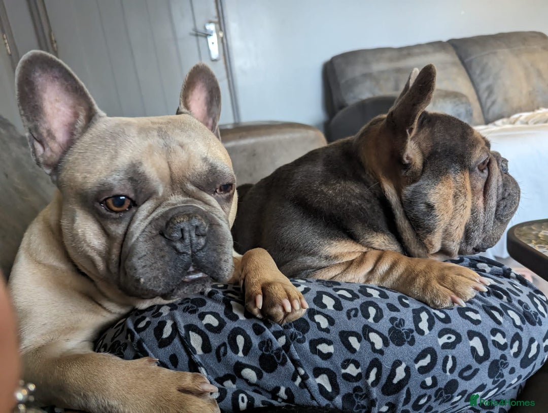 French Bulldog dogs for sale: 2 male French bulldogs - Image 4