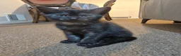 British Shorthair cats for sale: CUTE KITTENS - Advert 38