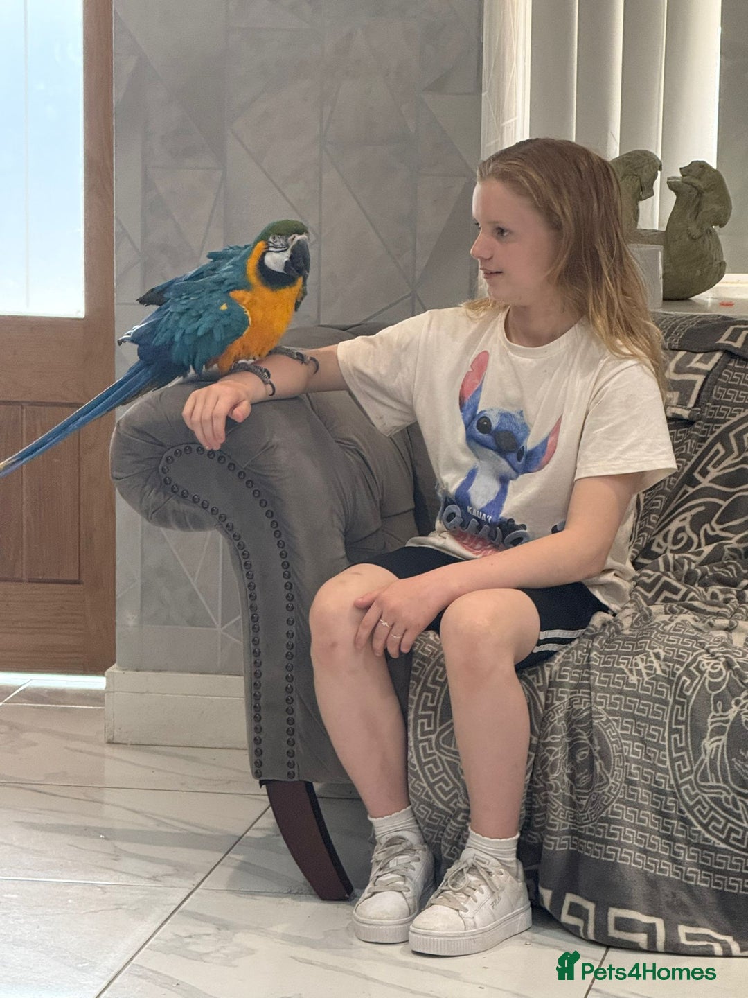 Macaws birds for sale: Blue and Gold Macaw  - Image 6