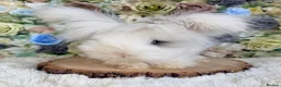 Angora rabbits for sale: Vaccinated Angoras ~ Ready Now in Plymouth - Advert 6