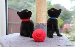 Mixed Breed cats for sale: Beautiful Kittens Looking For a New Home - Image 13