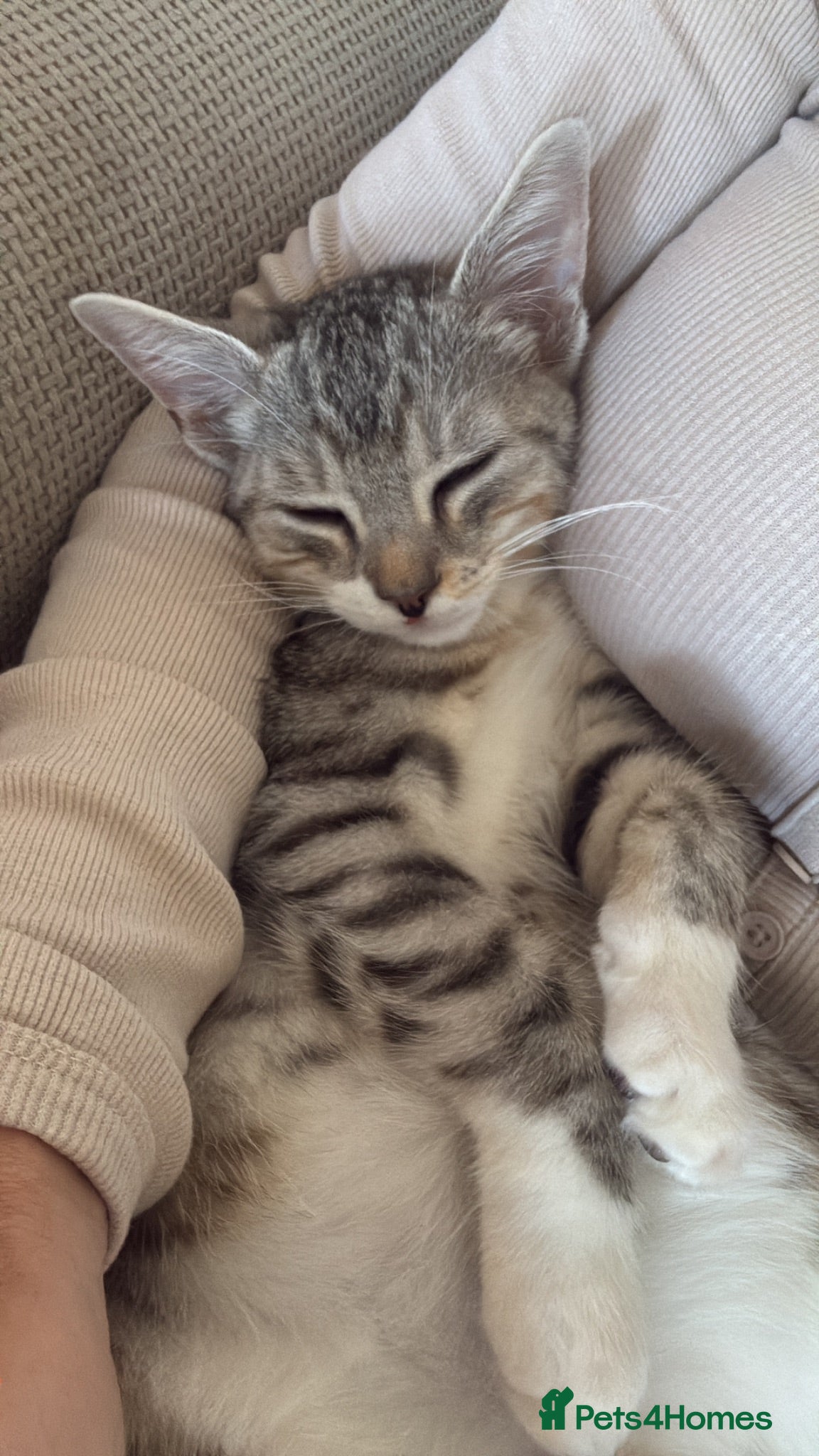 Mixed Breed cats 4 month old male bengal x kitten  - Advert 7