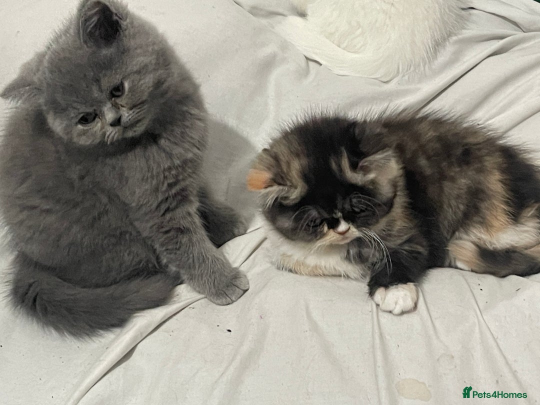 Persian cats for sale: Persian super  **  kittens  - Advert 3